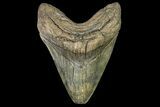Heavy, Fossil Megalodon Tooth - Feeding Worn Tip #161026-1